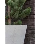 Natural - Bucket