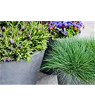 Natural - Bucket Natural - Bucket