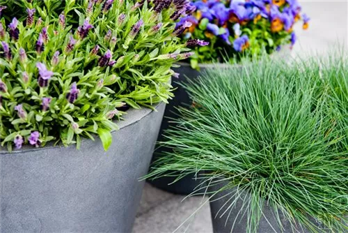 Natural - Bucket Natural - Bucket