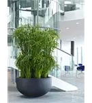Natural - City bowl