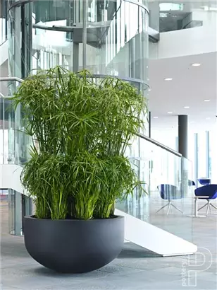 Natural - City bowl