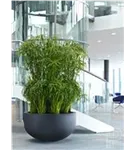 Natural - City bowl