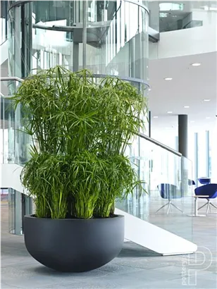 Natural - City bowl