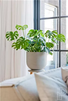 Ridged - Cody Ridged - Cody