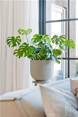 Ridged - Cody