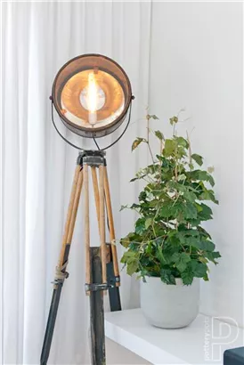 Ridged - Cody Ridged - Cody