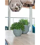 Ridged - Cody Ridged - Cody