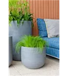 Ridged - Cody Ridged - Cody