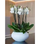 Natural - Cora Natural - Cora