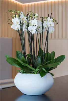 Natural - Cora Natural - Cora