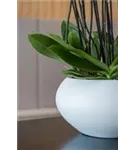 Natural - Cora Natural - Cora