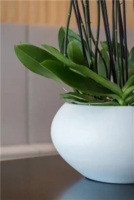 Natural - Cora Natural - Cora