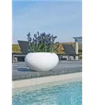 Natural - Cora Natural - Cora