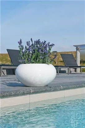 Natural - Cora Natural - Cora