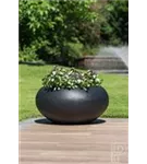 Natural - Cora Natural - Cora