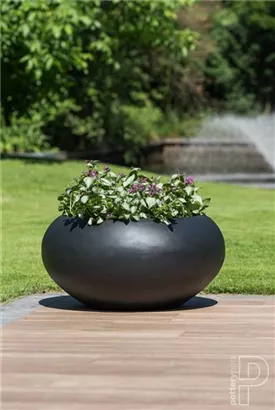 Natural - Cora Natural - Cora