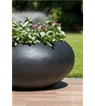 Natural - Cora Natural - Cora