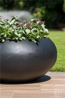 Natural - Cora Natural - Cora