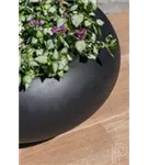 Natural - Cora Natural - Cora