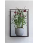 Refined - Coral Refined - Coral