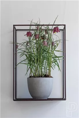 Refined - Coral Refined - Coral