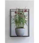Refined - Coral