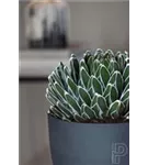 Refined - Coral Refined - Coral