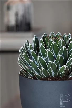 Refined - Coral Refined - Coral