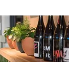 Refined - Coral Refined - Coral