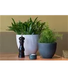 Refined - Coral Refined - Coral