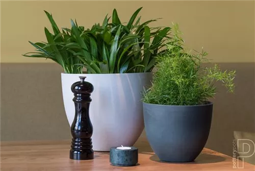 Refined - Coral Refined - Coral