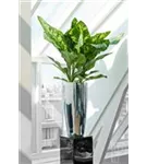 Cement - Dax Cement - Dax