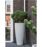 Cement - Dax Cement - Dax