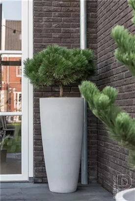 Cement - Dax Cement - Dax