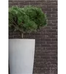 Cement - Dax