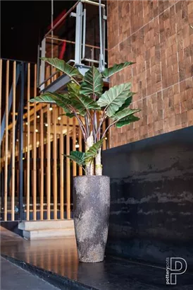 Cement - Dax Cement - Dax