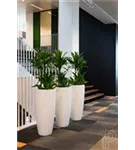 Cement - Dax Cement - Dax