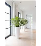 Cement - Dax Cement - Dax