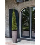 Cement - Dax Cement - Dax