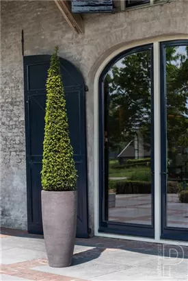 Cement - Dax Cement - Dax