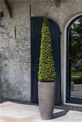 Cement - Dax Cement - Dax