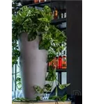 Cement - Dax Cement - Dax