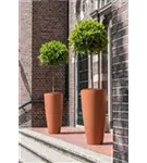 Cement - Dax Cement - Dax