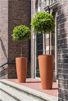 Cement - Dax Cement - Dax