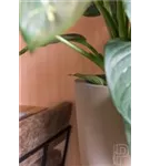 Cement - Dax Cement - Dax