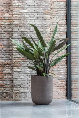 Natural - Dice Natural - Dice