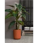 Natural - Dice Natural - Dice