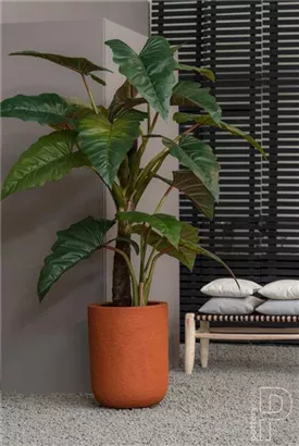 Natural - Dice Natural - Dice