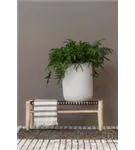 Natural - Dice Natural - Dice