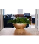 Natural - Dorant Natural - Dorant